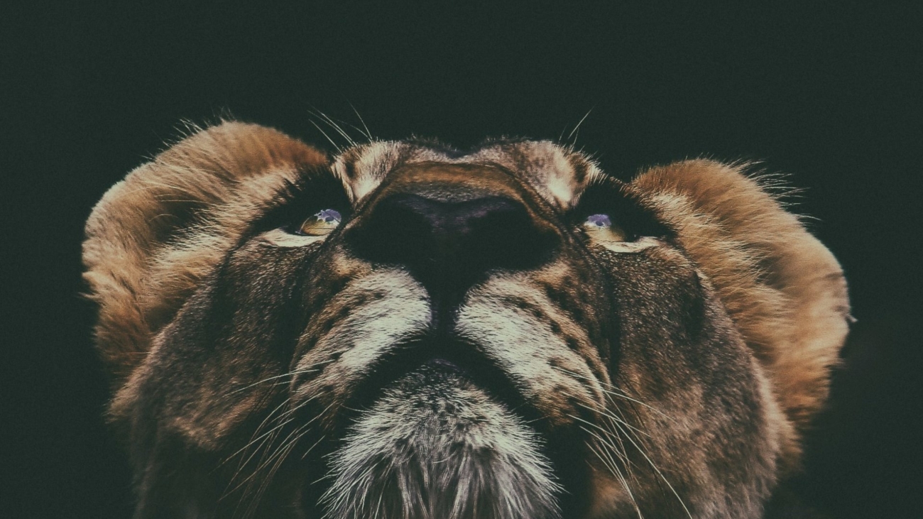 lion pride